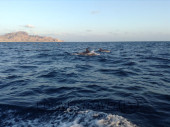 viaggi in Oman sud, foto delle isole del Dhofar con i delfini.