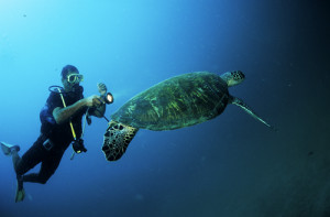 Crociere in Oman, nave Saman Explorer: immersione nel Mar Arabico nel Dhofar, foto sub di una tartaruga marina.