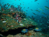 Immersioni in Oman, il colorato mondo subacqueo.