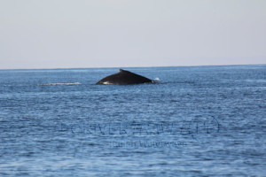 viaggi in Oman sud, foto delle isole del Dhofar con una balena.