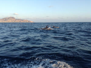 Pesca in Oman, foto dei delfini nell' Oceano Indiano intorno alle isole del Dhofar.