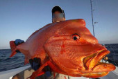 Pesca nelle Isole del Sud Oman, Mare Arabico, famose per la pesca da Big Game. Foto della barca per la pesca, popping, jigging al G.T. ed altri pesci da record. Foto di un grosso Pesce Napoleone rosso.