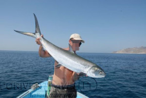 Pesca nelle Isole del Sud Oman, Mare Arabico, famose per la pesca da Big Game. Foto della barca per la pesca, popping, jigging al G.T. ed altri pesci da record. Foto di un grosso milkfish.
