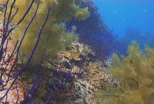 Scuba diving, viaggi per Sub in Oman Sud, foto di un fondale durante una immersione a nord di Muscat.