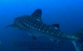 Scuba diving, viaggi per Sub in Oman Nord, foto di uno squalo, avvistato durante una immersione a nord di Muscat.