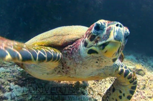 Sub in Oman Nord, foto di una tartaruga durante una immersione a nord di Muscat.