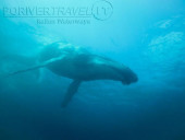 Crociera in Oman nel Mar Arabico, a bordo della nave Saman Explorer, foto sub di una balena.