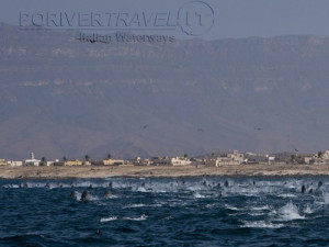 Crociere in Oman, nave Saman Explorer: immersione nel Mar Arabico nel Dhofar, foto sub di una manta.